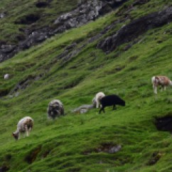 Faroe Islands, June 2017